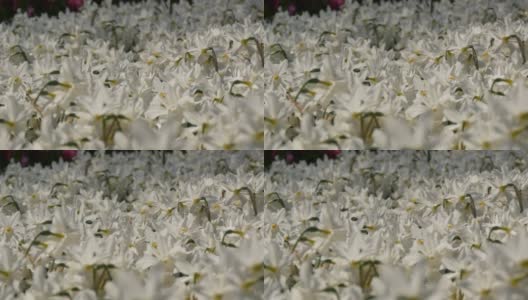 美丽新鲜的白色水仙花在春天的田野里盛开高清在线视频素材下载