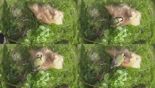 为筑巢收集马毛的鸟高清在线视频素材下载