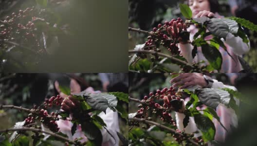 农夫用手采摘成熟的罗布斯塔咖啡浆果，慢镜头高清在线视频素材下载
