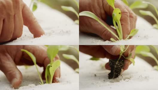 农民的手种植一个小植物内分离的基质袋微距拍摄高清在线视频素材下载