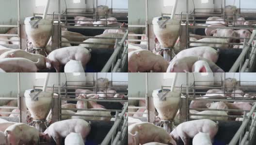 现代养猪场高清在线视频素材下载