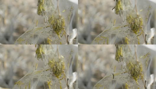 毛虫幼虫在树上的大网袋上留下印记高清在线视频素材下载