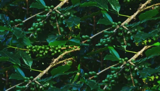 泰国北部清莱省的绿咖啡豆。高清在线视频素材下载