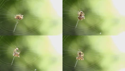 蜘蛛在猎物周围织网高清在线视频素材下载
