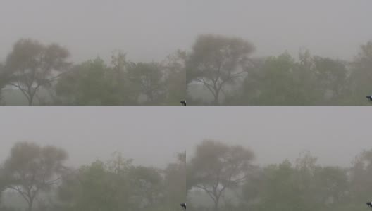在视频中，台风沙暴与不知名的人鞭打树木高清在线视频素材下载