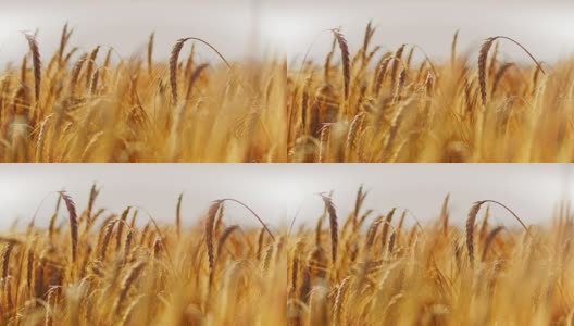 近景宁静，农村金黄的小麦作物，慢镜头高清在线视频素材下载