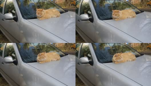 猫在汽车引擎盖上高清在线视频素材下载