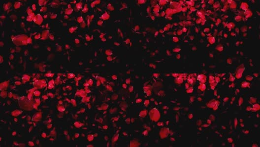 落在黑色背景上的玫瑰花瓣高清在线视频素材下载