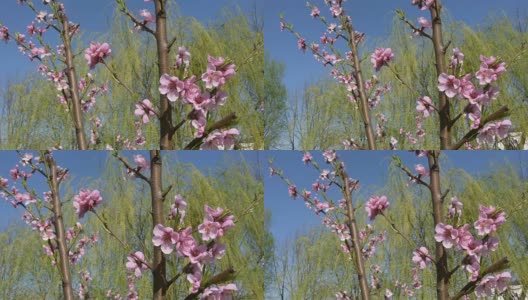 油桃花树，在春天盛开高清在线视频素材下载