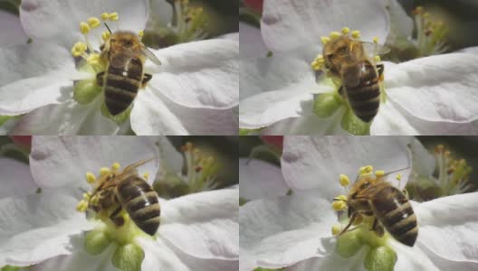蜜蜂落在花果上高清在线视频素材下载