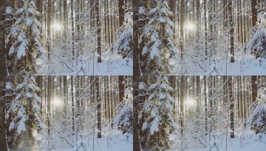 雪花飘落在冬日的森林里，慢镜头高清在线视频素材下载