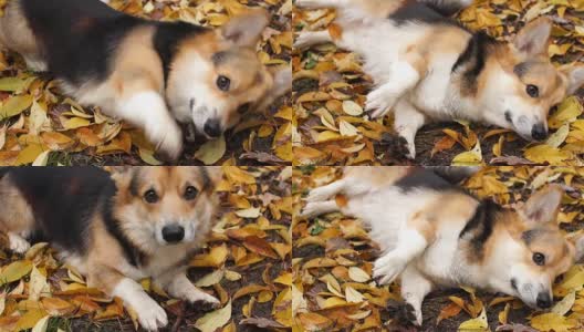 有趣的狗要食物。在美丽的秋天森林里散步的威尔士柯基犬。高清在线视频素材下载