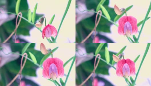 西班牙vetchling - Lathyrus clymenum时间流逝视频高清在线视频素材下载