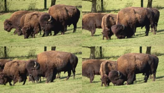 野牛，牧场上的野牛群，自由放养，野牛高清在线视频素材下载