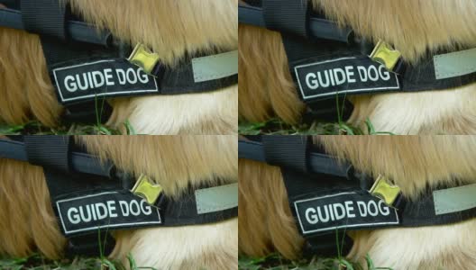 宠物项圈上有导盲犬题字躺在草地上，是经过专门训练的狗高清在线视频素材下载