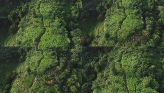 一位超级马拉松选手在热带雨林的山坡上奔跑的鸟瞰图，4k高清在线视频素材下载