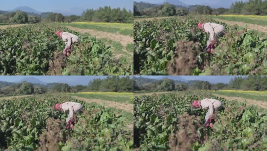 在墨西哥的有机甜菜地里工作的农民高清在线视频素材下载
