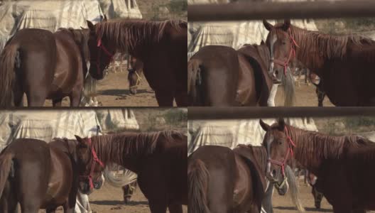 栗色的马站在宽阔的农家院里，地上很脏高清在线视频素材下载
