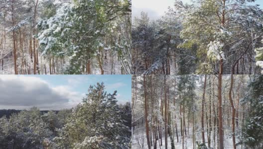 在白雪覆盖的冷杉林的树梢上飞行高清在线视频素材下载