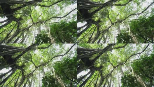 森林中的榕树高清在线视频素材下载