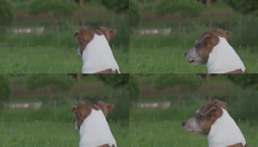小狗杰克罗素梗在公园里看和看守高清在线视频素材下载
