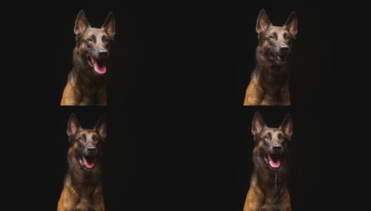 一个短毛棕色狗在黑色背景上吠叫的肖像。特写的小狗呼吸与舌头伸出。坐在演播室里拍摄家畜，摆拍狩猎纯种枪犬的姿势高清在线视频素材下载