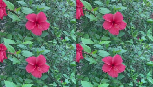 大自然花园里的红色芙蓉花高清在线视频素材下载