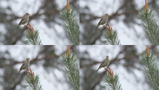 白桦树鹨(白花Anthus trivialis)春季鸣禽，白俄罗斯高清在线视频素材下载