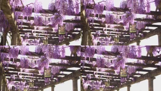 紫色的紫藤花悬挂在露台的木梁上高清在线视频素材下载