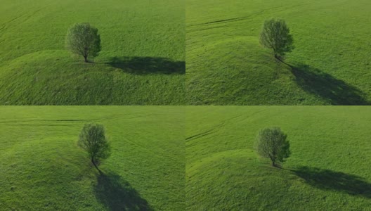 阳光明媚的绿草地上的一棵孤零零的树。高清在线视频素材下载