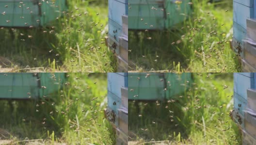 蜂房入口处有一群蜜蜂。夏天，蜜蜂携带花粉飞向蜂房的蜂房。蜜蜂在绿色背景下飞翔。特写镜头。高清在线视频素材下载