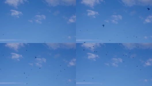 一群雨燕在蓝天的背景下快速地飞翔。高清在线视频素材下载