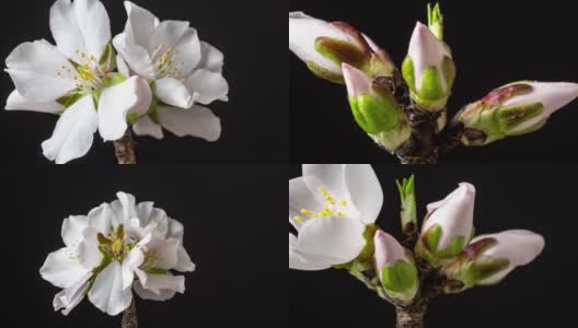 杏花盛开和旋转在水平时间推移4k视频对绿色背景。放大梅花在春天开花的视频。高清在线视频素材下载