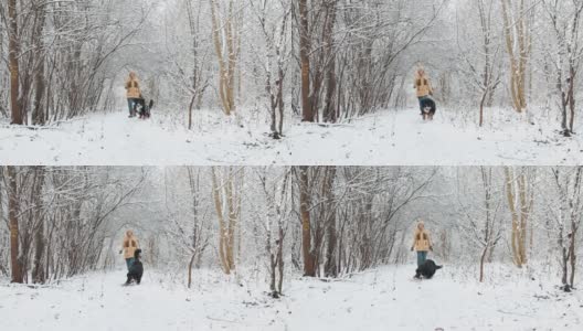 在一段慢动作视频中，一名女子带着她的伯尔尼山狗在雪原森林中走向摄像机。高清在线视频素材下载