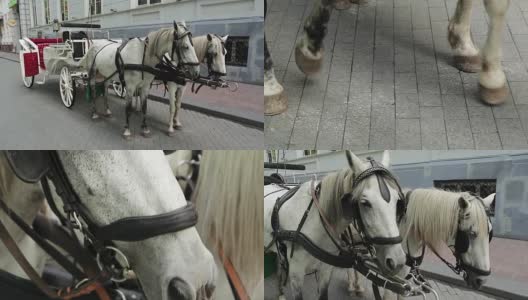 白色的马车的马高清在线视频素材下载