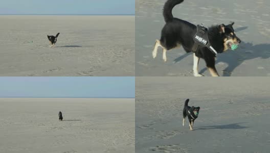 在德国北海海滩上玩耍的狗高清在线视频素材下载