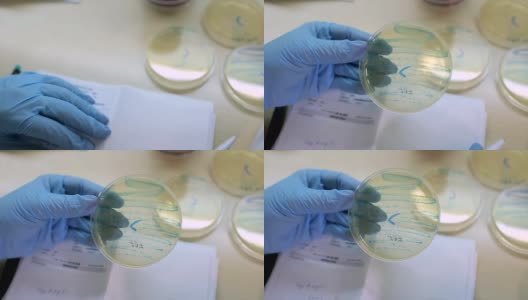 在微生物实验室工作，在培养皿中播种高清在线视频素材下载