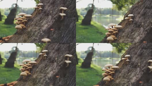 4k:阳光森林里的野生蘑菇，多莉拍摄。高清在线视频素材下载