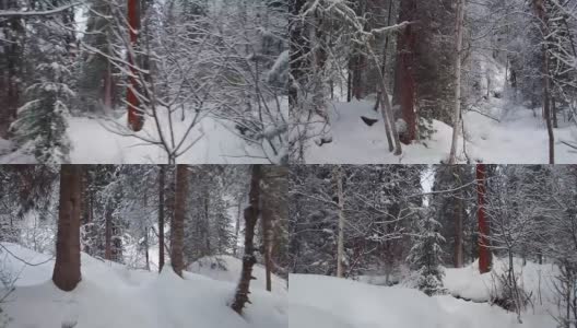 在特勒茨科湖岸边的特维内克(第三河)河上，在冬天大雪覆盖下的针叶林的步道上行走高清在线视频素材下载