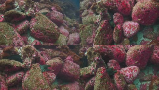 加拉帕戈斯群岛绿松石礁湖水下的海鳗。高清在线视频素材下载
