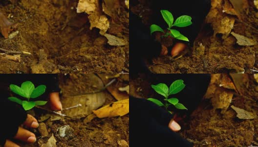 生长植物高清在线视频素材下载