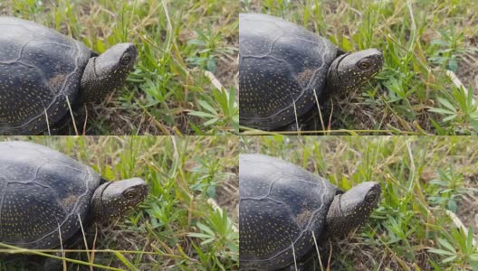 欧洲池塘龟的细节(Emys轮轴龟)或欧洲池塘龟在草高清在线视频素材下载