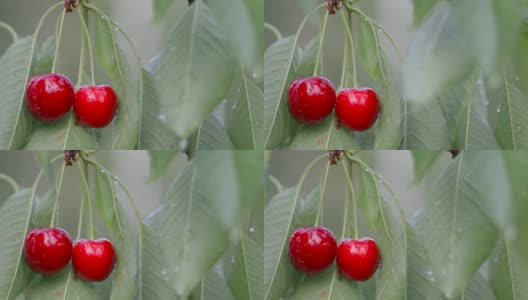 雨后孤独的一对樱桃高清在线视频素材下载