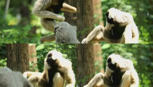 大自然中的白长臂猿，慢镜头高清在线视频素材下载