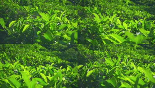 绿茶植物的慢镜头高清在线视频素材下载
