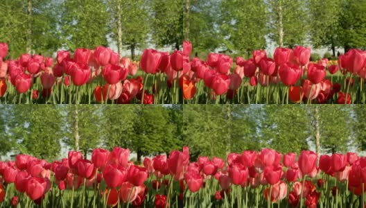近景:美丽的紫罗兰和白色盛开的郁金香在旅游花园公园高清在线视频素材下载