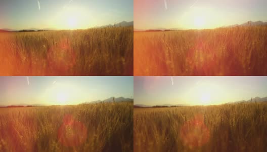 近距离拍摄田园诗般的乡村，金色的夕阳下，美丽的黄色麦田高清在线视频素材下载
