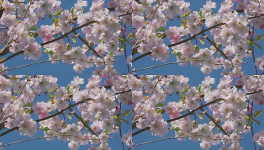 摇曳的樱花在树上高清在线视频素材下载