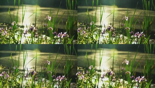 蝴蝶花盛开在美国宾夕法尼亚州波科诺斯的小池塘里。焦点从前景的草转移到背景的鸢尾花。高清在线视频素材下载