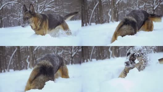 牧羊犬。牧羊犬在雪地里奔跑高清在线视频素材下载